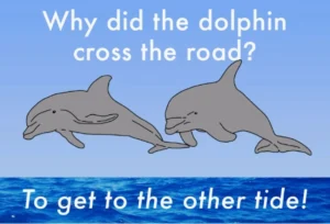 350+ Dolphin Jokes
