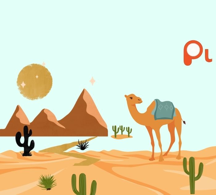 Best Camel Jokes Collection
