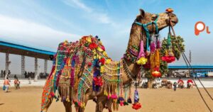 Camel Jokes