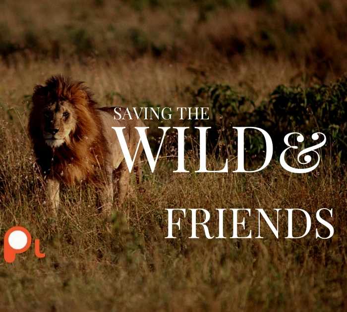 Lion Puns for Friends