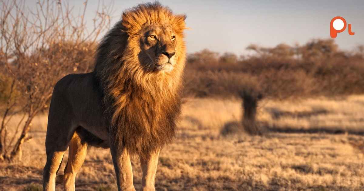 Lion Puns