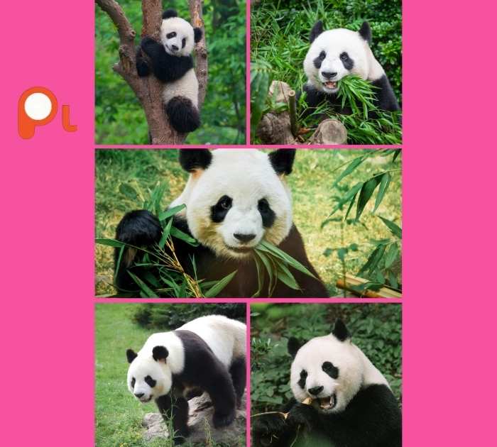 Panda Puns for Social Media