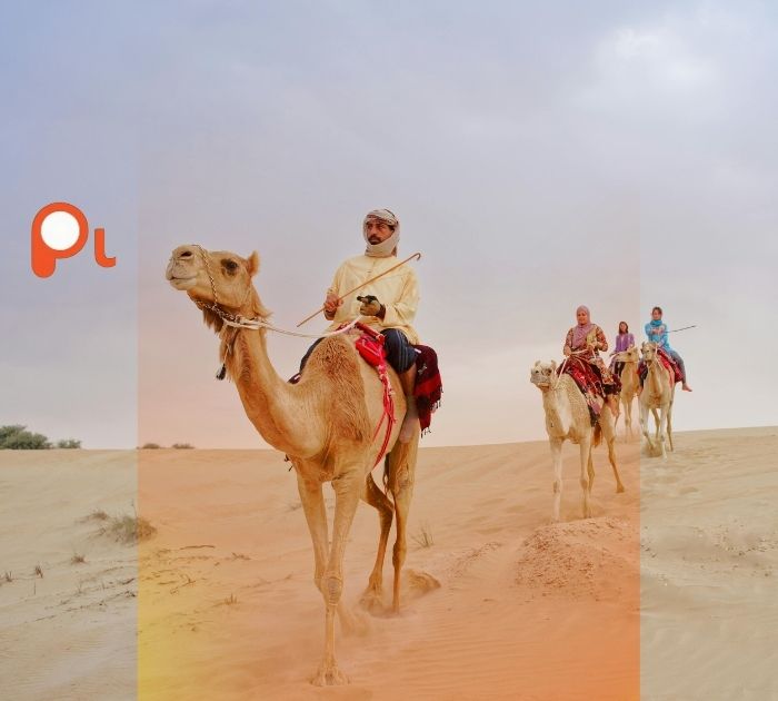 Short Camel Jokes
