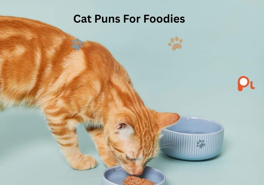 Cat Puns For Foodies