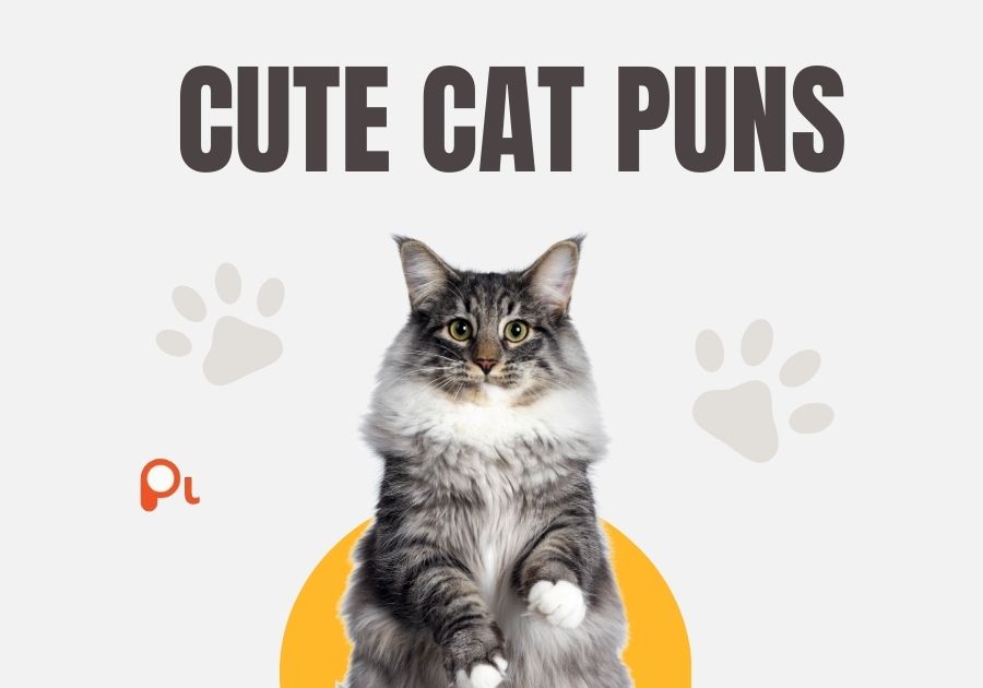 Cute Cat Puns