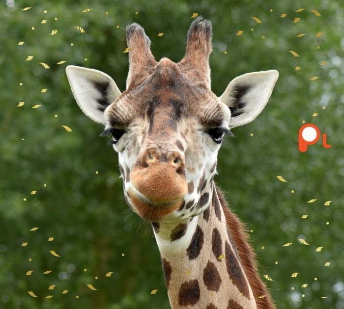 Animal Jokes for Teens