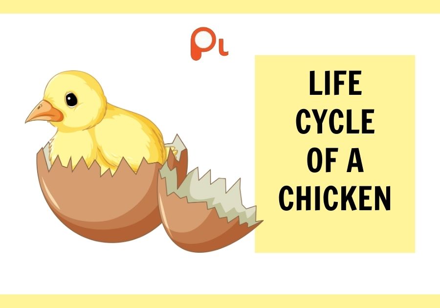 Best Chicken Jokes For Kids