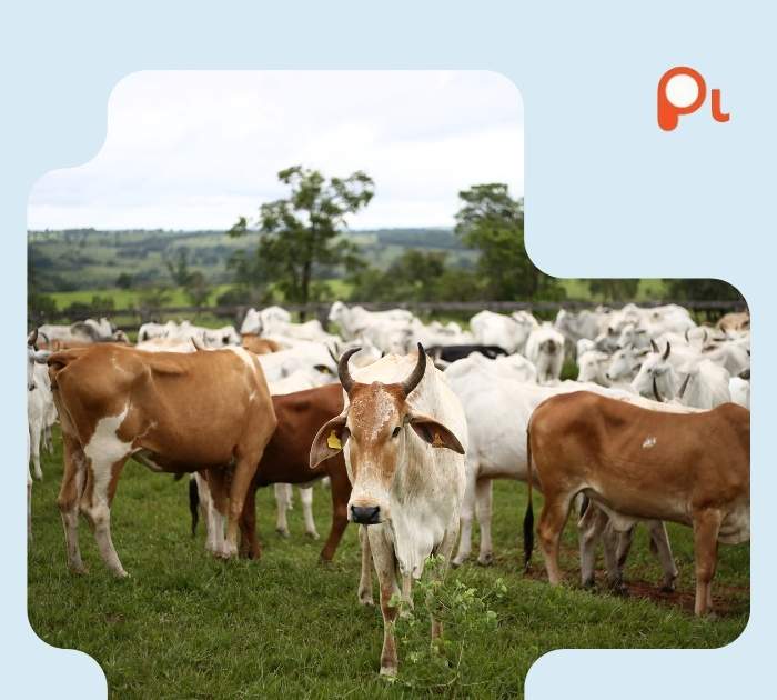 Best Cow Puns Collection