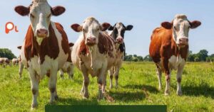 Cow Puns