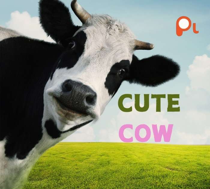 Cute Cow Puns