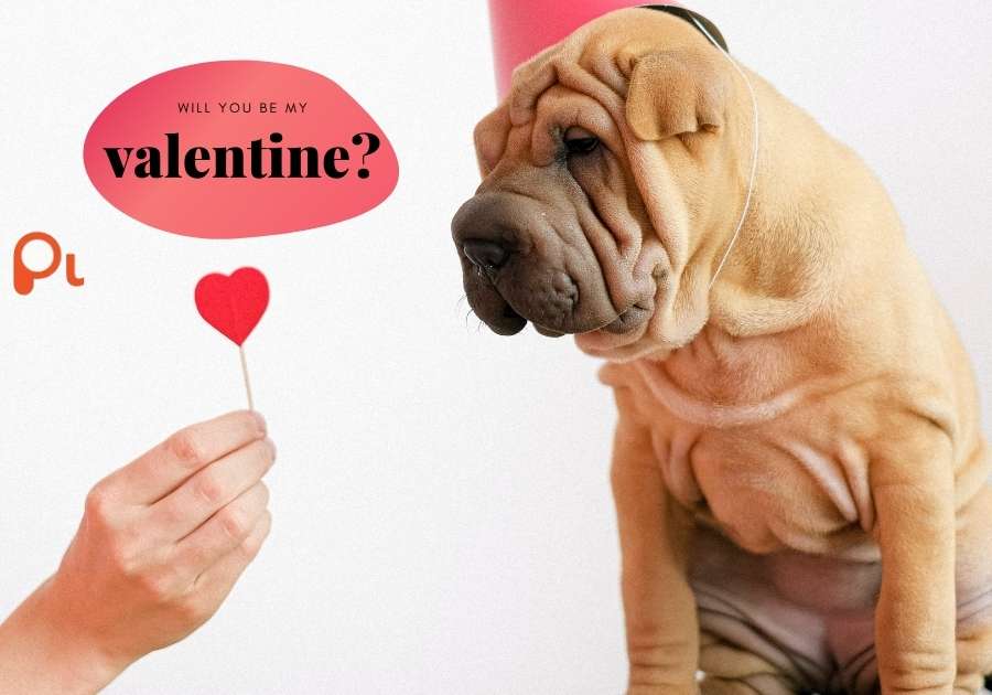 Dog Valentine Puns