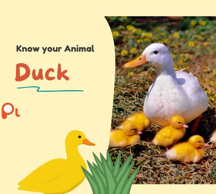 Duck Puns for Kids