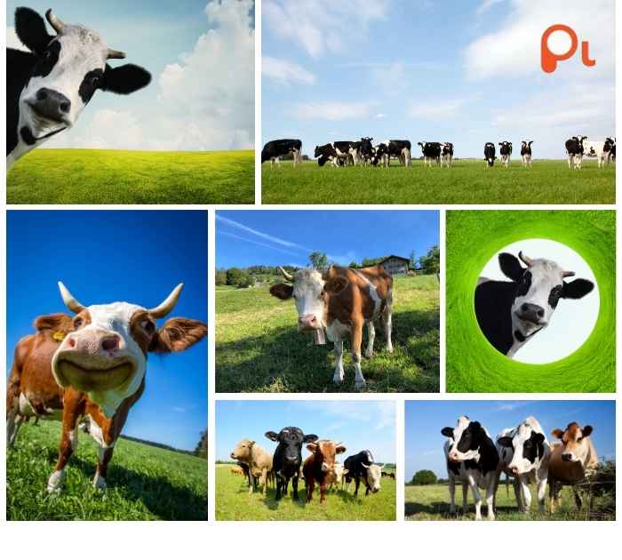 Farm-Fresh Cow Puns