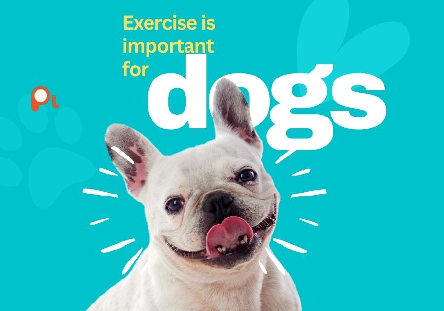 Funny Dog Puns