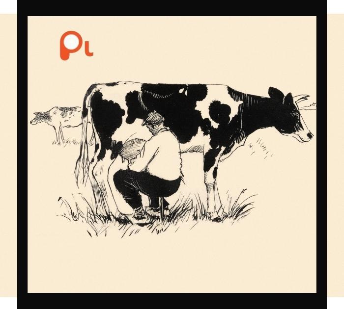 Silly Cow Puns Jokes
